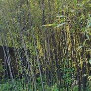 003 Phyllostachys Nigra