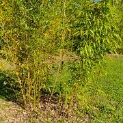 031 Phyllostachys Bambusoides "Lacrima Deae"