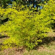 026 Phyllostachys Edulis