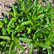 Menthe