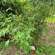 006 Thamnocalamus Denudatus