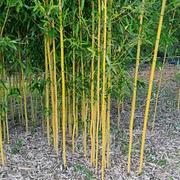 022 Phyllostachys Aureosulcata Spectabilis