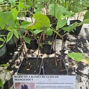 Haricot à rame Blauthilde mangetout