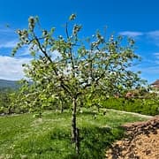Pommier Querina GS 2