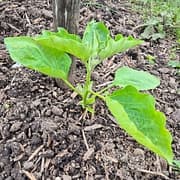 Aubergine 