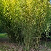 004 Phyllostachys Bissetil