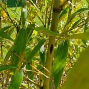 031 Phyllostachys Bambusoides "Lacrima Deae"