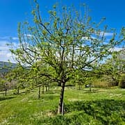 Reinette de Savoie CP