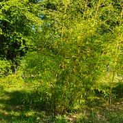 029 Phyllostachys Bambusoides Sulfurea