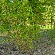 023 Phyllostachys Dulcis