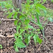 Tomates