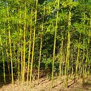 042 Phyllostachys Kwangsinensis