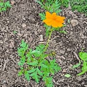 Cosmos