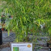 Phyllostachys vivax haugwebzhu