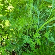 Arquebuse 
