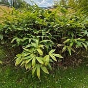 049 Sasa Palmata Nebulosa