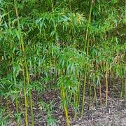 021 Phyllostachys Bambusoides Castillonis Inversa