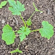 Courgette jeune Rheinau gold