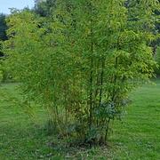 066 Phyllostachys Bambusoides Mixta