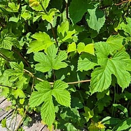 Houblon 