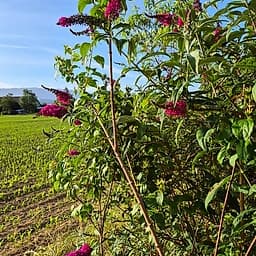 Buddleia