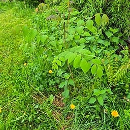 Arbre aux haricots bleus