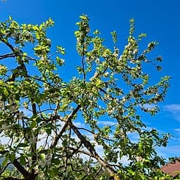 Pommier Querina GS 1