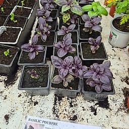 Basilic pourpre