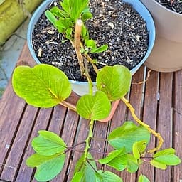 Ipomoea pes-caprae
