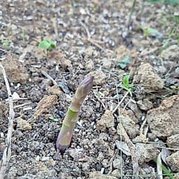 Asperges