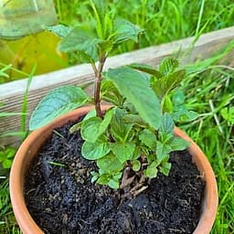 Menthe Chocolat