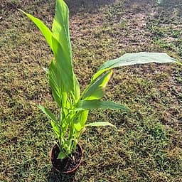 Curcuma