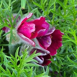 Anémone pulsatille rouge