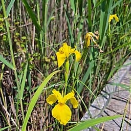 Iris jaune des marais