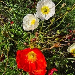 _Plante_depuis_photo_ ✏️