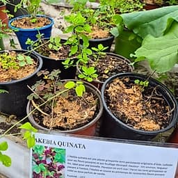 Akebia quinata
