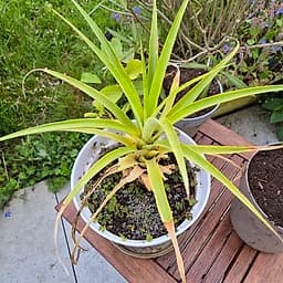 Ananas