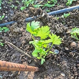 Anis vert