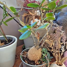 Hydnophytum