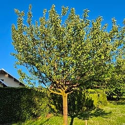 Pommier Croison de Boussy MS