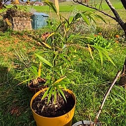 Arundinaria Viridistriata