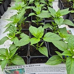 Piment de la Bresse