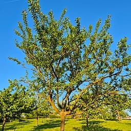 Mirabelle de Nancy PS
