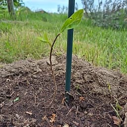 Asiminier sunflower