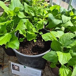 Poire de terre