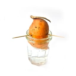 Patate douce