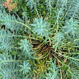 _Plante_depuis_photo_ ✏️