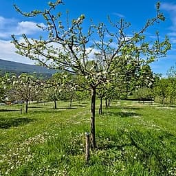 Grand Alexandre de Savoie CP