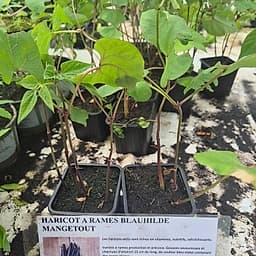 Haricot à rame Blauthilde mangetout