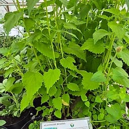 Agastache rugosa